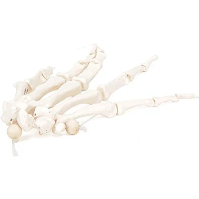 Afbeelding van 3B Anatomisch model hand op nylondraad geregen A40/2