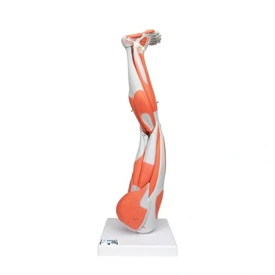 Afbeelding van 3B Anatomisch model Been met spieren onderste extremiteit M20