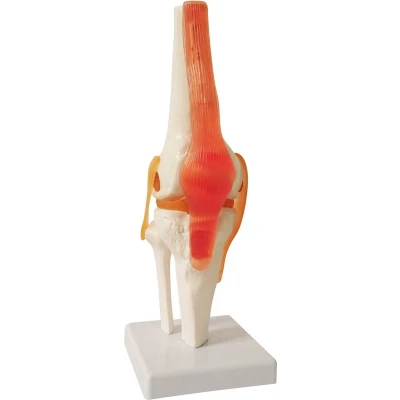 Afbeelding van Anatomie model kniegewricht
