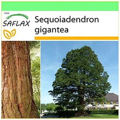 Afbeelding van SAFLAX Berg Sequoia 50 Zaden Sequoiadendron gigantea