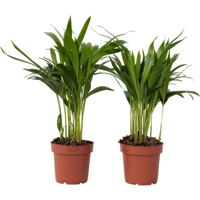 Afbeelding van Dypsis Lutescens Areca Goudpalm Set van 2 Pot 12cm Hoogte 30 45cm