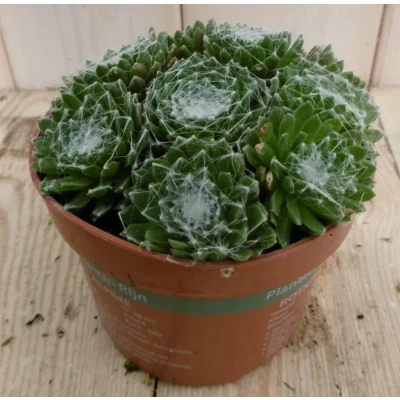 Afbeelding van 3 stuks! Rotsplant Sedum groen Warentuin Natuurlijk