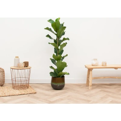 Afbeelding van Ficus Lyrata struik 120cm