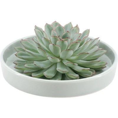Afbeelding van Echte Succulent groen in groene keramiek schaal Ø12 14 cm ↕5 1x Echeveria Pulidonisvetplant
