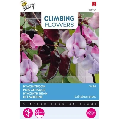 Afbeelding van Climbing Flowers, Dolichos Lablab, Hyacinthboon