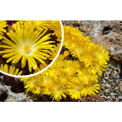 Afbeelding van IJsbloem Delosperma congestum