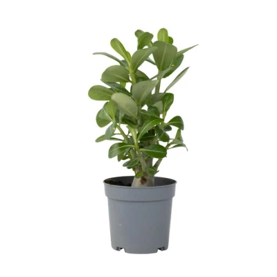 Afbeelding van Adenium Obesum Woestijnroos bloeiend Pot 10.5cm Hoogte 25 40cm
