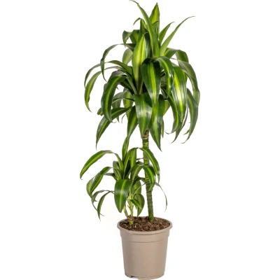 Afbeelding van Plantenboetiek.nl Dracaena Deremensis Hawaiian Sunshine Ø19cm 80cm hoog Kamerplant Groenblijvend