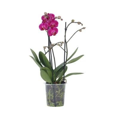Afbeelding van Phalaenopsis Multiflora Orchidee Paars Pot 12cm Hoogte 35 45cm