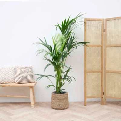 Afbeelding van Kentia palm 180 cm