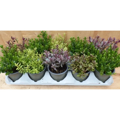 Afbeelding van Hebe mini struikjes 10 potjes in tray kleur mix Warentuin Natuurlijk