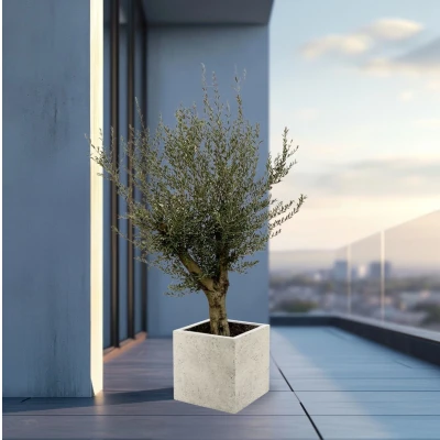 Afbeelding van Olijfboom Olea Europaea Lorc vertakt inclusief Grigio Cube 225cm