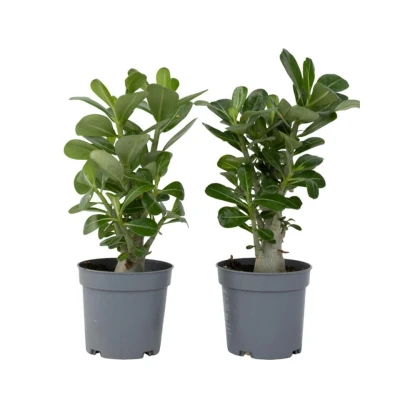 Afbeelding van Adenium Obesum Set van 2 Woestijnroos bloeiend Pot 10.5cm Hoogte 25 40cm