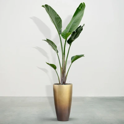 Afbeelding van Combideal Strelitzia Augusta inclusief zelfwaterende pot Mace Matt Honey S 225cm