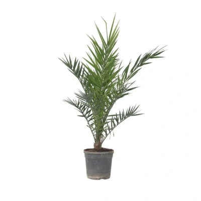 Afbeelding van Phoenix Canariensis Dadelpalm Pot 19cm Hoogte 80 100cm
