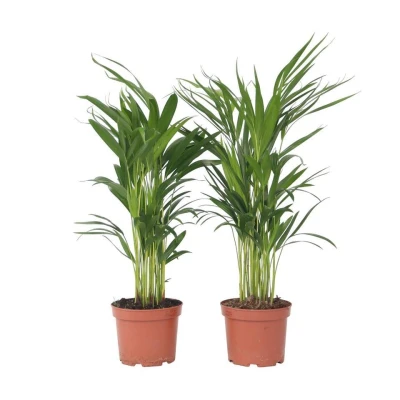 Afbeelding van Dypsis Lutescens Areca Goudpalm Set van 2 Pot 17cm Hoogte 60 70cm