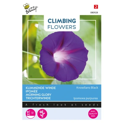 Afbeelding van Climbing Flowers Ipomoea, Klimmende winde Knowlians Black