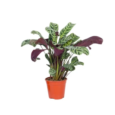 Afbeelding van Ctenanthe &#039;gebedsplant&#039; Burle marxii Pot 12cm Hoogte 25 40cm