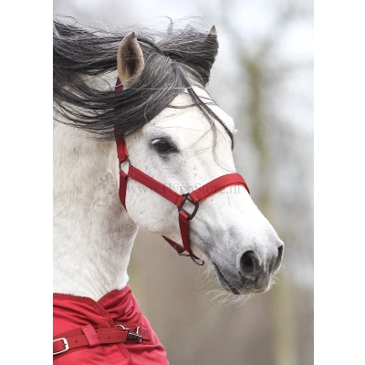 Afbeelding van MASTER Halster metallic red