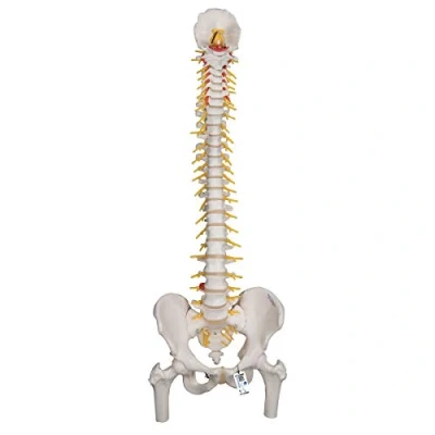 Afbeelding van 3B Anatomisch model Wervelkolom Deluxe met heupen A58/6