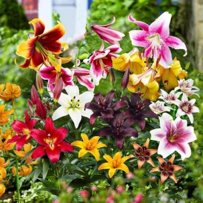 Afbeelding van Dutch Bulbs Lelie Lilium All Summer Bloembollen 50 stuks Meerkleurig Bloem bollen Leliebollen Meerjarig