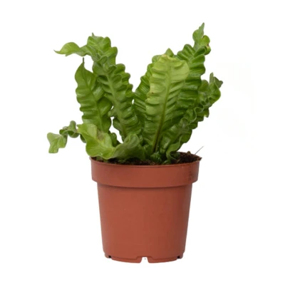Afbeelding van Asplenium Crispy Wave Pot 12cm Hoogte 25 40cm