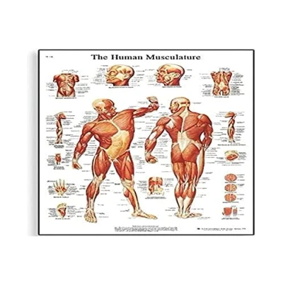 Afbeelding van 3B Scientific VR1118UU Menselijke anatomie kaart van het menselijk spierstelsel, papieren versie 4006652