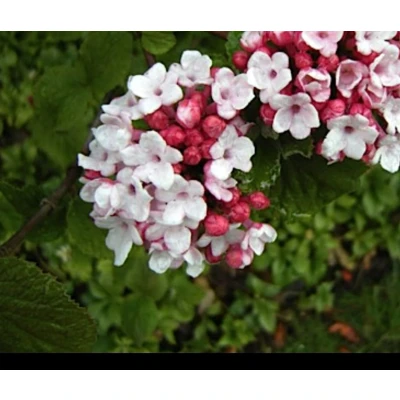 Afbeelding van 2 x Viburnum carlesii &#039;Aurora&#039; Sneeuwbal 50 60 cm in pot
