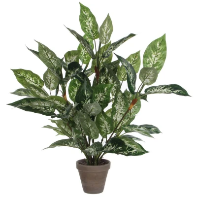 Afbeelding van Dieffenbachia