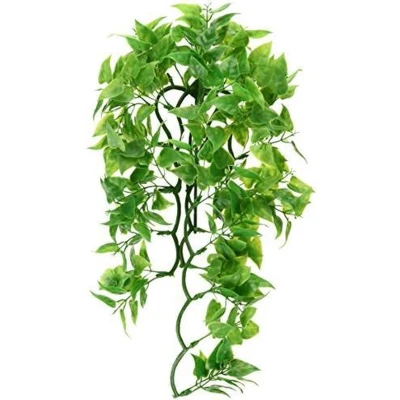 Afbeelding van zoomed Naturalistic Flora Mexican Phyllo Large terrariumplant