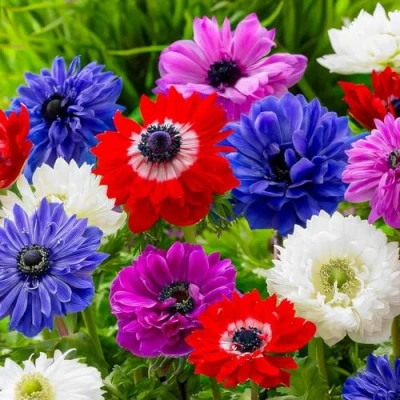 Afbeelding van Dutch Bulbs Anemonen St. Brigid Bloembollen 50 stuks Meerkleurig Bloem bollen Meerjarig Mix