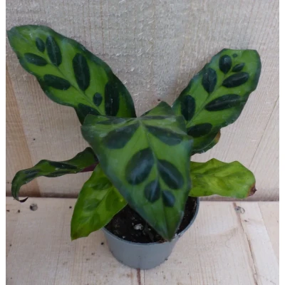 Afbeelding van Calathea Makoyana Pauwenplant Klein Warentuin Natuurlijk