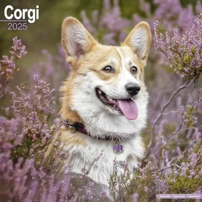 Afbeelding van Welsh Corgi Kalender 2025