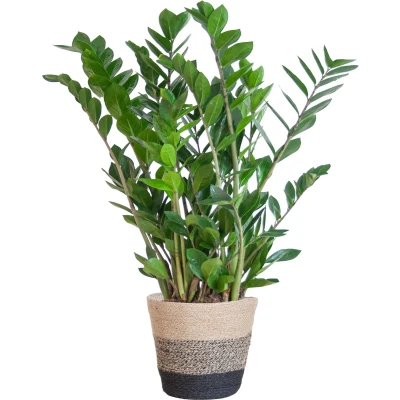 Afbeelding van Plantenboetiek.nl Zamioculcas Zamiifolia met Mand Lissabon zwart Ø21cm 80cm hoog Kamerplant Groenblijvend