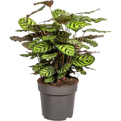Afbeelding van Plantenboetiek.nl Calathea Makoyana Ø27cm 60 80cm hoog Kamerplant Groenblijvend