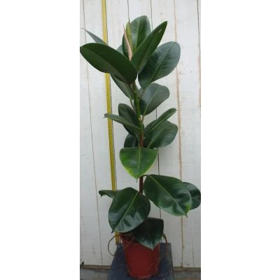 Afbeelding van Kamerplant Ficus elastica robusta 80 cm Warentuin Natuurlijk