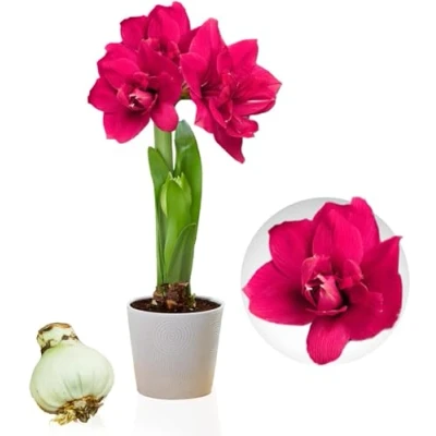 Afbeelding van Dutch Bulbs Amaryllis Bol Double Pink Bloembollen 1 stuk Roze Bloem bollen