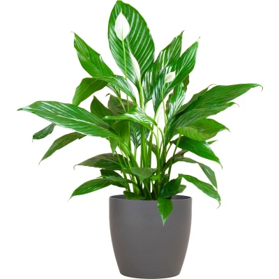 Afbeelding van Cadeauplanten.nl Spathiphyllum met Viber grijs Ø21cm 80cm hoog Kamerplant Groenblijvend
