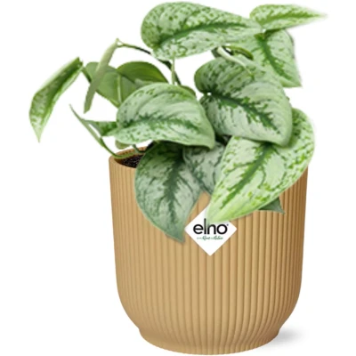 Afbeelding van Plantenboetiek.nl Scindapsus Pictus ‘Trebie’ in ELHO Vibes Fold geel Ø14cm 20cm hoog Kamerplant Groenblijvend