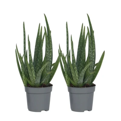 Afbeelding van AloÃ« Vera Set van 2 Succulent Pot 10,5cm Hoogte 25 40cm