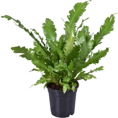 Afbeelding van Plantenboetiek.nl Asplenium Nidus Ø17cm Hoogte 45cm Kamerplant Groenblijvend