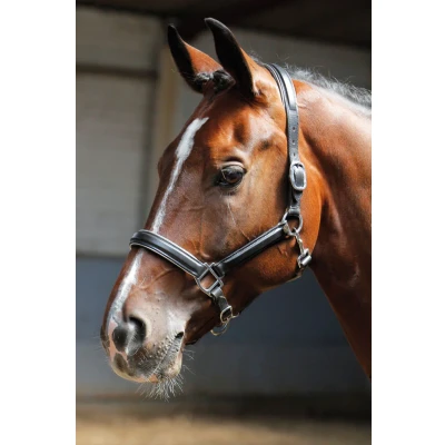 Afbeelding van Harry&#039;s Horse Halster leder, zwart met bies Cob Zilver