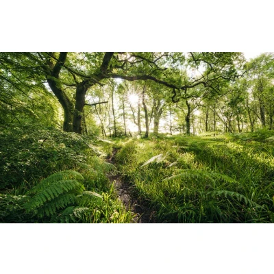 Afbeelding van Komar Vliesbehang Hefele Mystic Path (1 stuk)