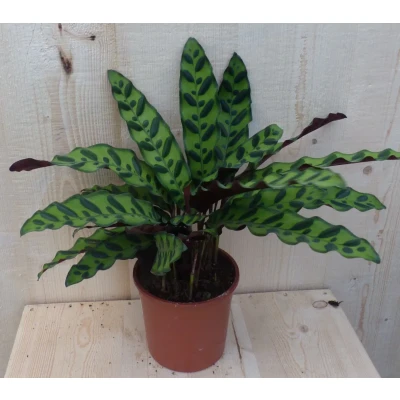 Afbeelding van Calathea Insigne Pauwenplant Stippen 30cm Warentuin Natuurlijk