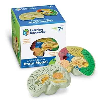 Afbeelding van Learning Resources Zacht Schuim Dwarsdoorsnede Brein Model