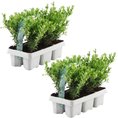 Afbeelding van Plants by Frank 12 hulstplanten winterhard x Ø7 cm 15 Ilex crenata Jenny haagplanten buxus vervanger Tuinplanten Planten
