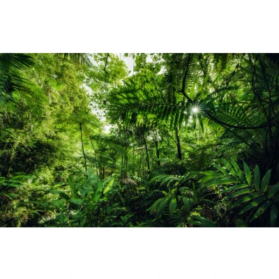 Afbeelding van Komar Vliesbehang Hefele Into the Jungle (1 stuk)