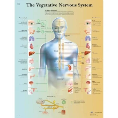 Afbeelding van 3B Scientific VR1610L Menselijke Anatomie De Vegetatieve Zenuwstelselgrafiek, Gelamineerde Versie