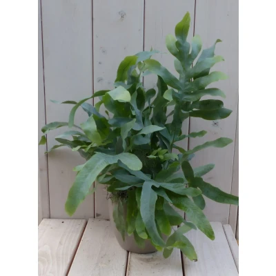 Afbeelding van Blauwvaren Phlebodium in taupe pot 30 cm Warentuin Natuurlijk