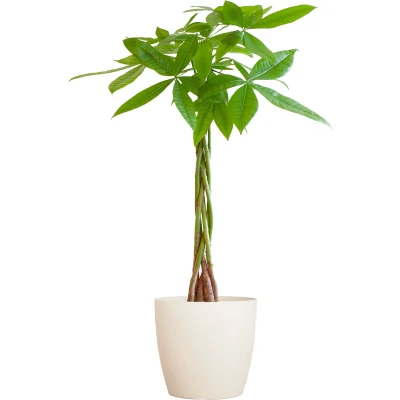 Afbeelding van Plantenboetiek.nl Pachira Aquatica met Viber wit Ø21cm 80cm hoog Kamerplant Groenblijvend
